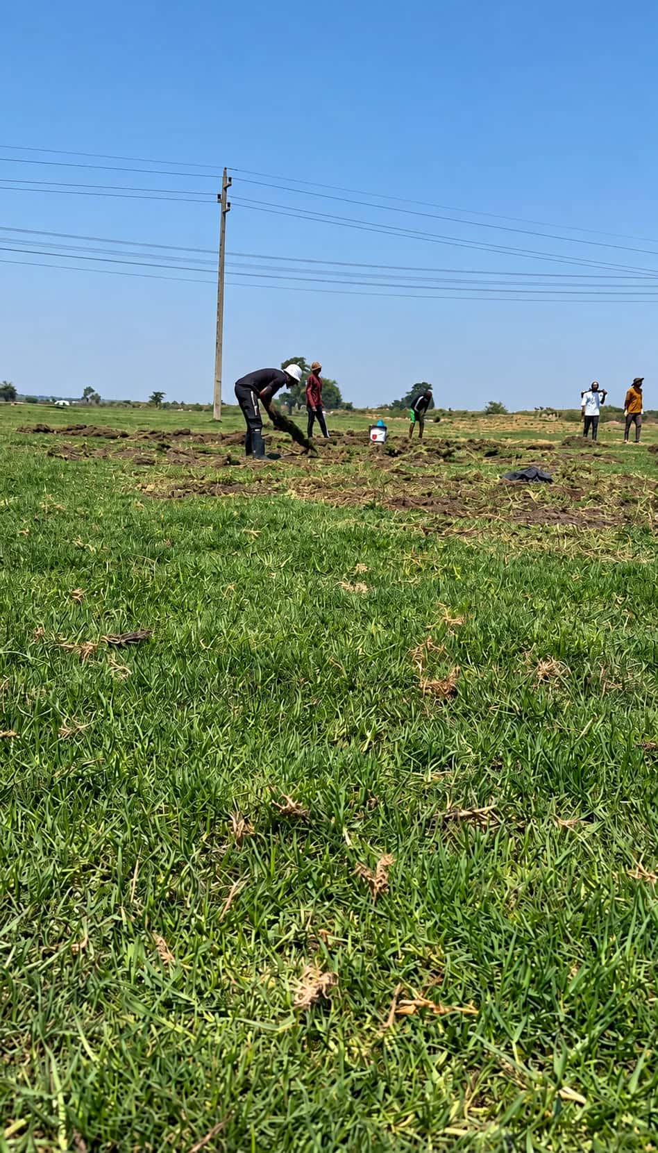 The team harvesting Kikuyu lawn